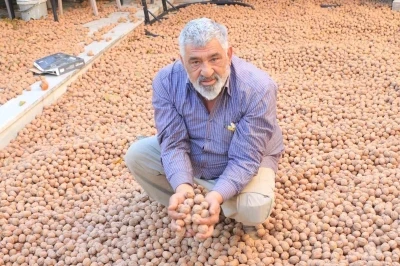 Ceviz üretimiyle Avrupa’daki maaşından daha çok kazanıyor
