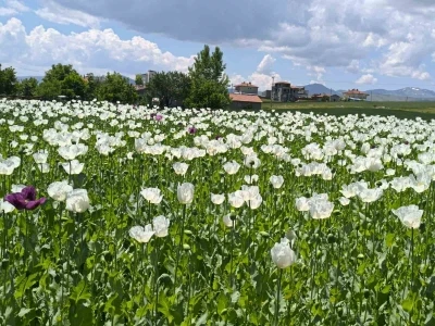 &Ccedil;i&ccedil;ek a&ccedil;an haşhaş tarlaları adeta doğal fotoğraf st&uuml;dyosuna d&ouml;nd&uuml;
