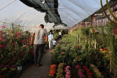 Çiçekçilerde Öğretmenler Günü yoğunluğu: Buket yerine saksı çiçekleri tercih ediliyor
