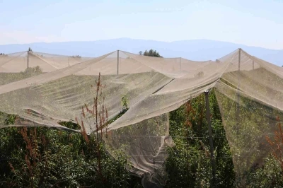 Çiftçilerin doğal sigortası file sistemi oldu
