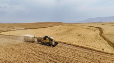 Çiftçinin emeği ürüne dönüştü, hasat mesaisi başladı
