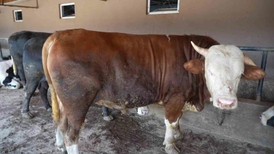 &Ccedil;iftliğin g&ouml;zdesi 1 ton 300 kiloluk tosun oldu
