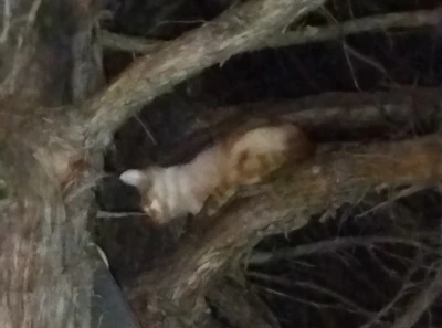 Çıktığı ağaçta mahsur kalan kediyi itfaiye kurtardı
