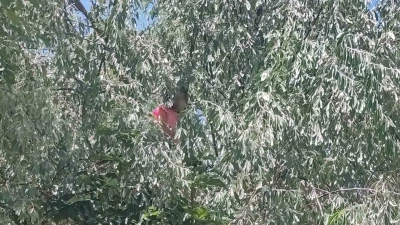 &Ccedil;ıktığı ağa&ccedil;ta mahsur kalan otizmli &ccedil;ocuk itfaiye ekiplerince kurtarıldı
