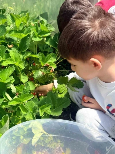 &Ccedil;ıldır Anaokulu &ouml;ğrencileri &ccedil;ilek hasadında buluştu

