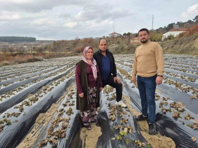 Çilek üreticilerinin tarlada hummalı çalışması devam ediyor
