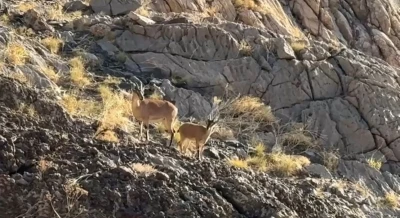 Cilo Dağı’nda doğaseverlere dağ keçisi sürprizi

