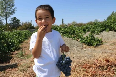 Cimin Üzümü hastalıklara şifa
