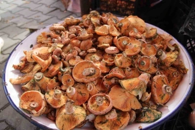 Çıntar pazar tezgahlarında yerini aldı
