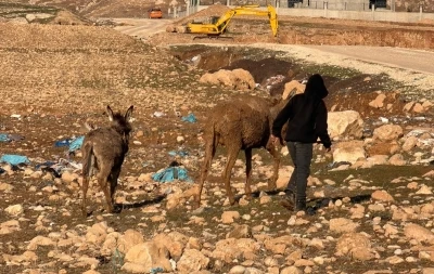 Cizre&rsquo;de bataklığa saplanan eşekler kurtarıldı
