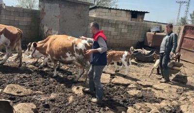 Cizre&rsquo;de hayvan sağlığı i&ccedil;in yoğun mesai

