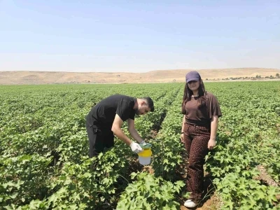 Cizre&rsquo;de pamuk tarlalarına "Feromon Tuzaklı" koruma
