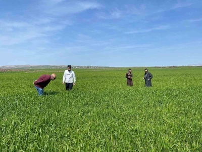 Cizre&rsquo;de tarlalarda &lsquo;s&uuml;ne&rsquo; mesaisi
