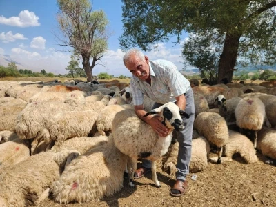 Çoban krizi büyüyor: Bir aylık ücret 130 bin TL’ye çıktı

