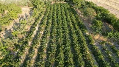 Coğrafi işaretli Erciş üzümünün bağ bozumu başladı
