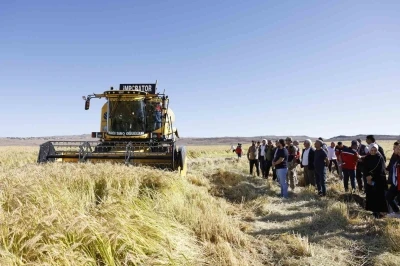 Coğrafi işaretli Karacadağ pirinci, bereketiyle toplandı
