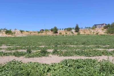 Coğrafi işaretli meşhur Kahramankazan kavunu yeniden sofralara dönüyor
