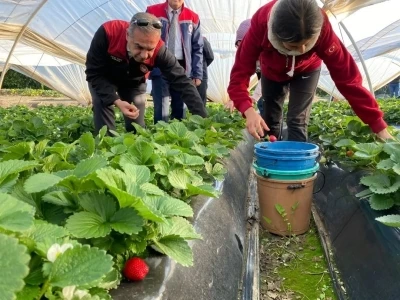 Coğrafi işaretli ’Sultanhisar Çileği’nde hasat sevinci
