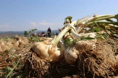 Coğrafi işaretli Taşk&ouml;pr&uuml; sarımsağının katma değer ve marka g&uuml;c&uuml; bu projeyle artacak
