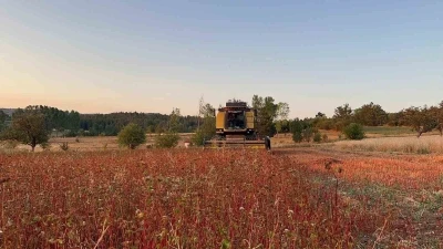 Çölyak hastalarının besin kaynağı karabuğdayın hasadı başladı
