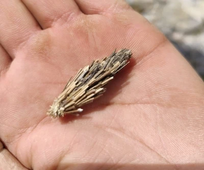 &Ccedil;&ouml;p sandığı canlı "mantolu b&ouml;cek" &ccedil;ıktı

