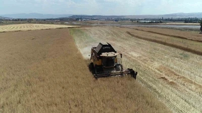 &Ccedil;orum&rsquo;da &ccedil;ift&ccedil;inin talebiyle planlı &uuml;retime alınan kanolada ilk hasat sevinci
