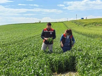 &Ccedil;orum&rsquo;da ilk kez ekilen yerli ve milli buğday umut vaat ediyor

