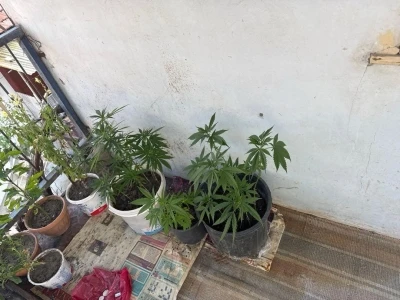 &Ccedil;orum&rsquo;da operasyon d&uuml;zenlenen evden 21 k&ouml;k kenevir &ccedil;ıktı: 1 g&ouml;zaltı
