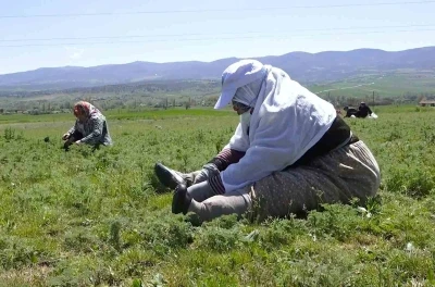 &Ccedil;orum&rsquo;da "madımak otu" mesaisi başladı
