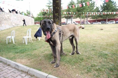 &Ccedil;orum&rsquo;da T&uuml;rk &ccedil;oban k&ouml;pekleri g&ouml;r&uuml;c&uuml;ye &ccedil;ıktı
