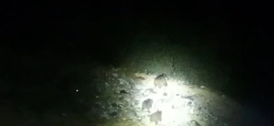 Çukurca yoluna inen ayı ailesi görüntülendi
