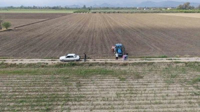 &Ccedil;ukurova&rsquo;da arazilerini dolu vuran &uuml;retici mısırı s&ouml;k&uuml;p ay&ccedil;i&ccedil;eğine y&ouml;neldi
