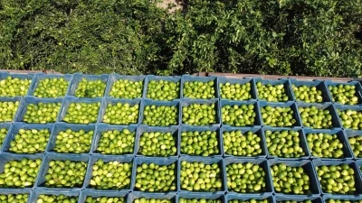 Çukurova’da limon hasadı: Geçen yıl 1 TL olan limon bahçede 20 TL
