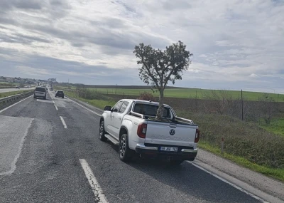 D100&rsquo;de şaşırtan g&ouml;r&uuml;nt&uuml;: Pikapta zeytin ağacı taşıdılar
