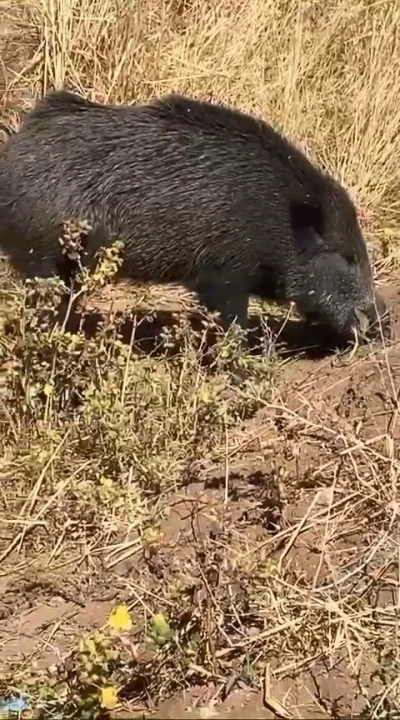 Dağ bayır gezip göremediği domuzu köyde görünce cep telefonu ile görüntüledi
