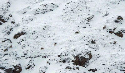 Dağ ke&ccedil;ileri Munzur Dağlarına renk katıyor
