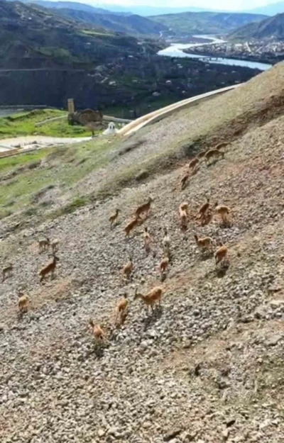 Dağ ke&ccedil;ileri Palu Kalesi&rsquo;nde
