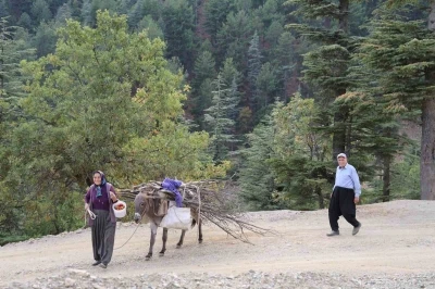 Dağ köylerinde eşekle odun çekme nostalji yaşattı
