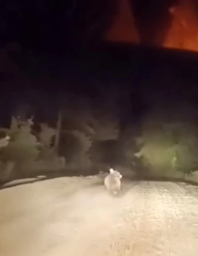 Dağ yolunda sürücüyle karşılaşan ayının panik anları
