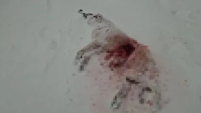 Dağda a&ccedil; kalan kurtlar k&ouml;y&uuml;n kabusu oldu
