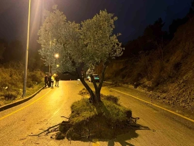 Dağdan kopan zeytin ağacı karayolunu ikiye b&ouml;ld&uuml;
