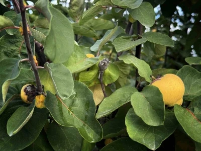 Dalların altın sarısını don vurdu: 10 dönüm tarladan 2 kasa ayva çıktı
