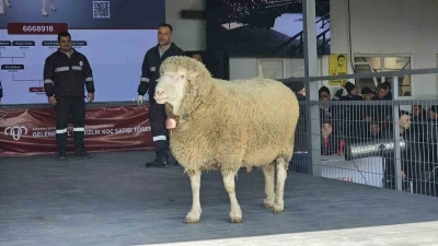 Damızlık ko&ccedil;ta rekor, a&ccedil;ık artırmada 1 milyonluk satış
