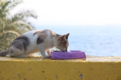Darıca’da sokak hayvanları için mama ve su kapları yerleştirildi
