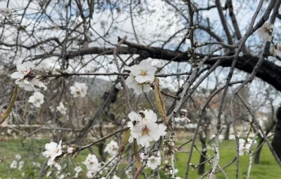 Dat&ccedil;a&rsquo;da badem ağa&ccedil;ları kış ortasında &ccedil;i&ccedil;ek a&ccedil;tı

