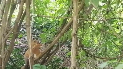 Davetsiz misafire böyle seslendi: &quot;Sincap kardeş ekmeğimi niye çaldın&quot;
