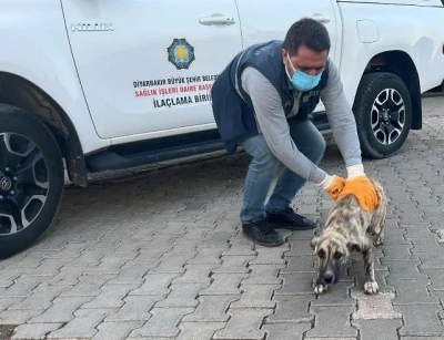 DBB Hayvan Bakımevi 2025&rsquo;te 10 bini aşkın ihbara m&uuml;dahale etti
