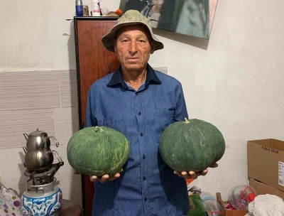 Dededen kalan tohumla &quot;Çavuşlar Kavunu&quot; yeniden canlandırıldı
