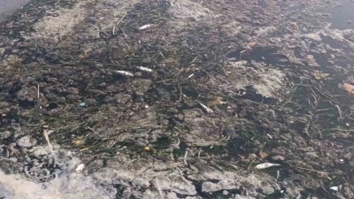 Değirmenaltı Deresi&rsquo;nde balık &ouml;l&uuml;mleri inceleniyor: Kurumlar seferber oldu
