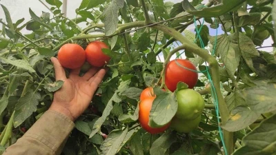 Dekarda 17 ton domates üreten çiftçinin yüzü güldü
